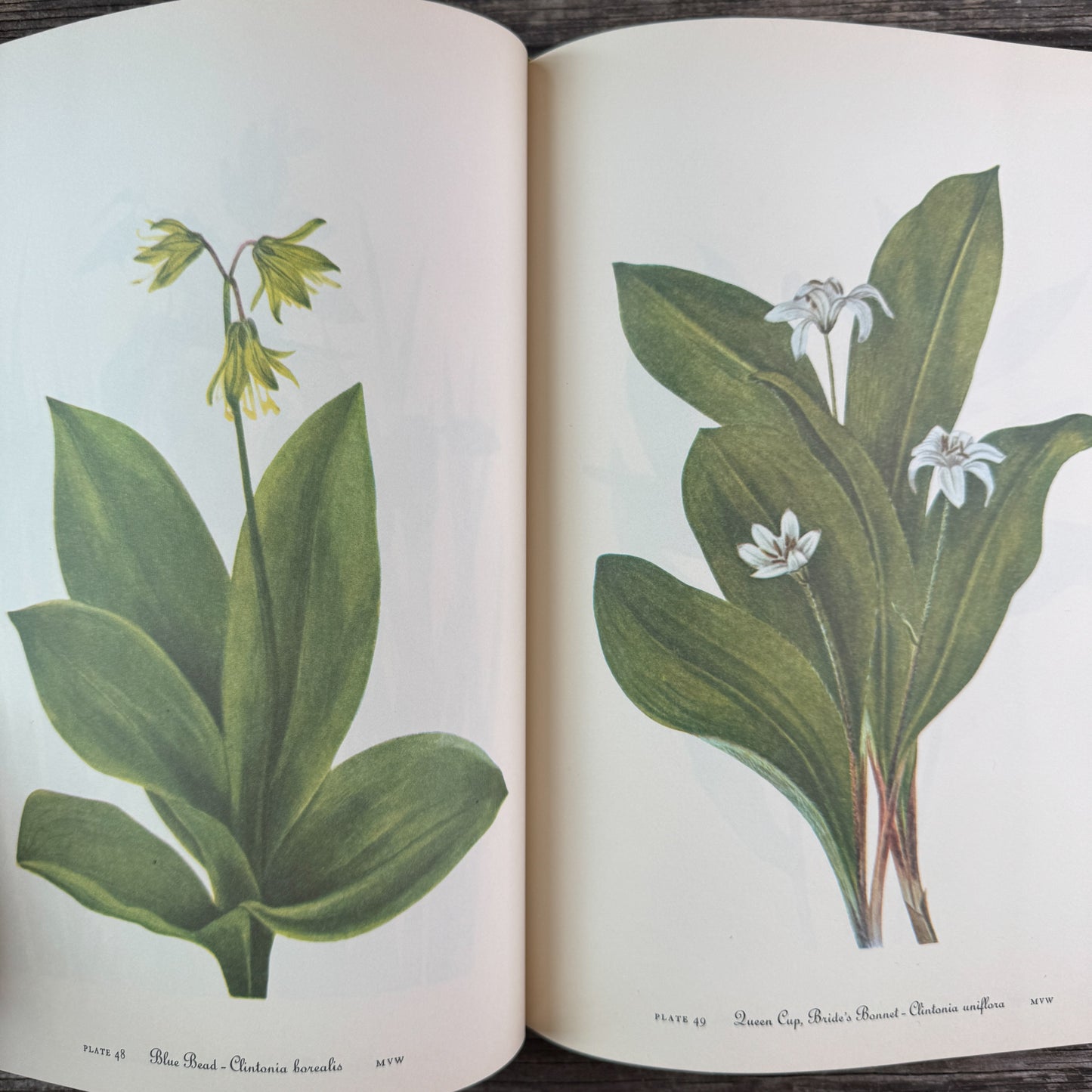 Wild Flowers of America, Oversized Hardcover, H.W. Rickett, 1953