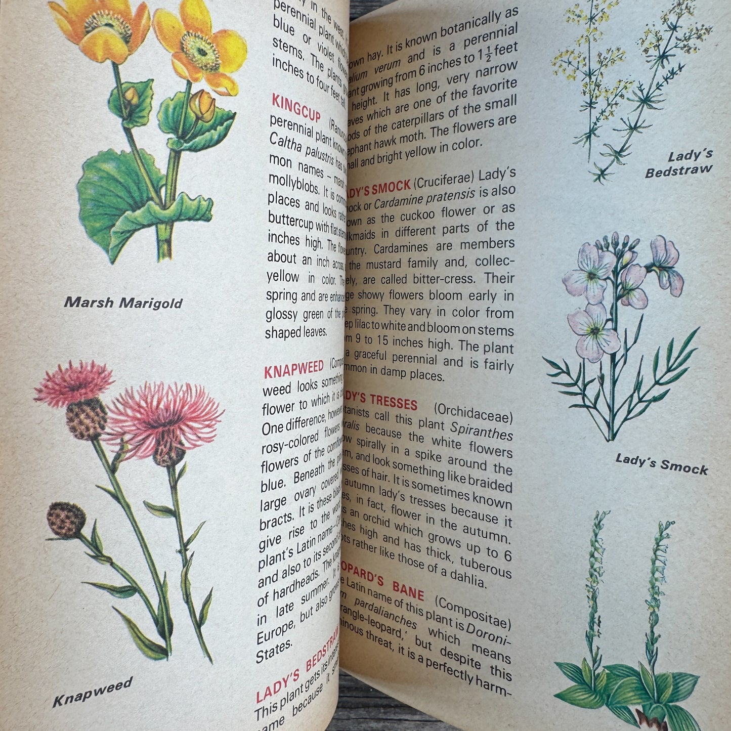 The World of Wildflowers, Botanical Illustrations, 1972