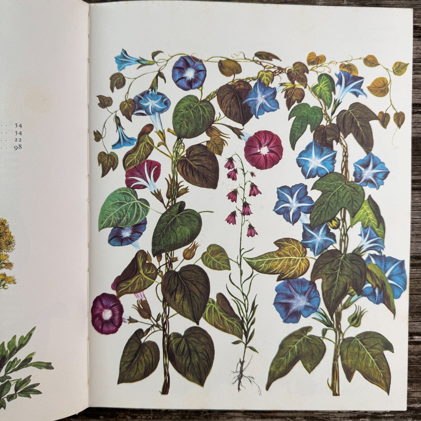 Wildflowers, Color Botanical Illustrations, 1973