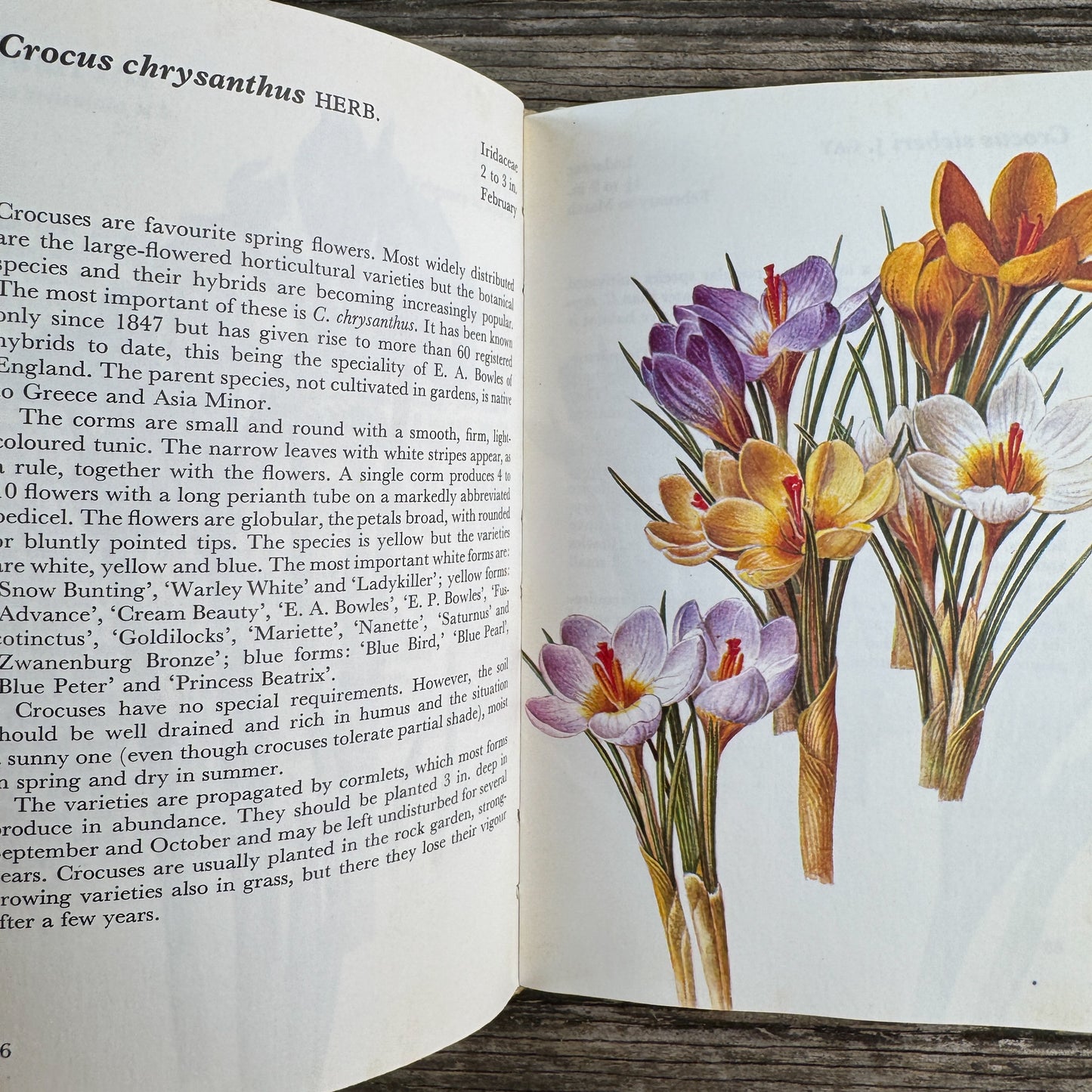 A Concise Guide in Color: Flowering Bulbs, Eva Petrova, 1989