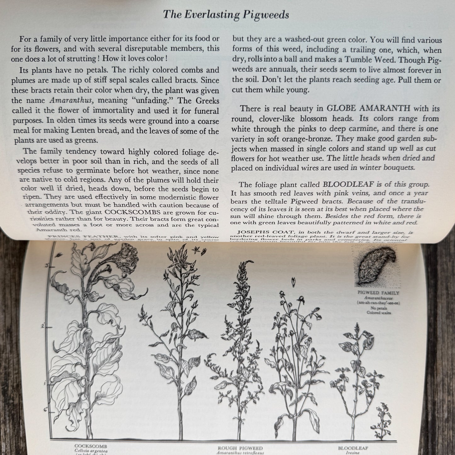 The Flower Family Album, Helen Field Fischer, 1941