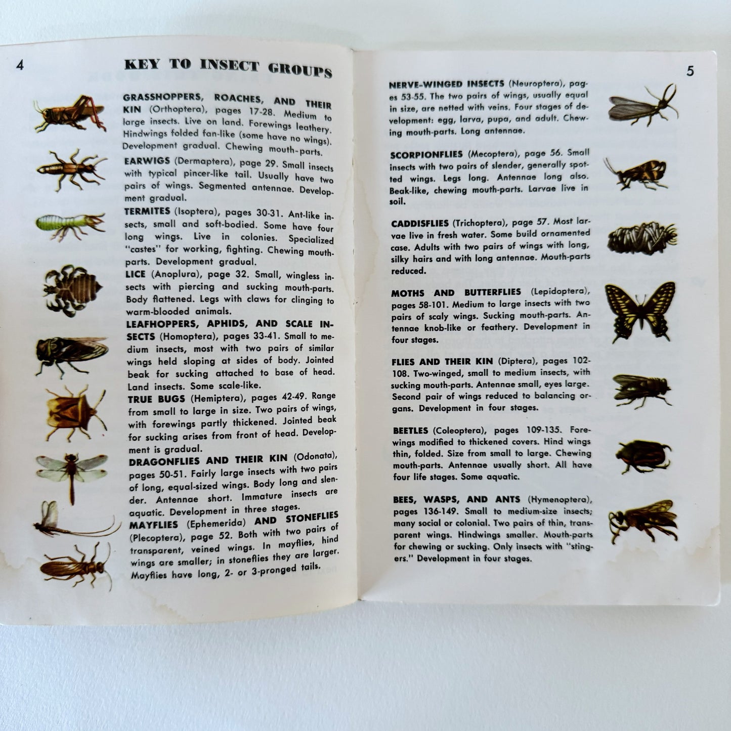 Insects A Golden Guide, Vintage 1956