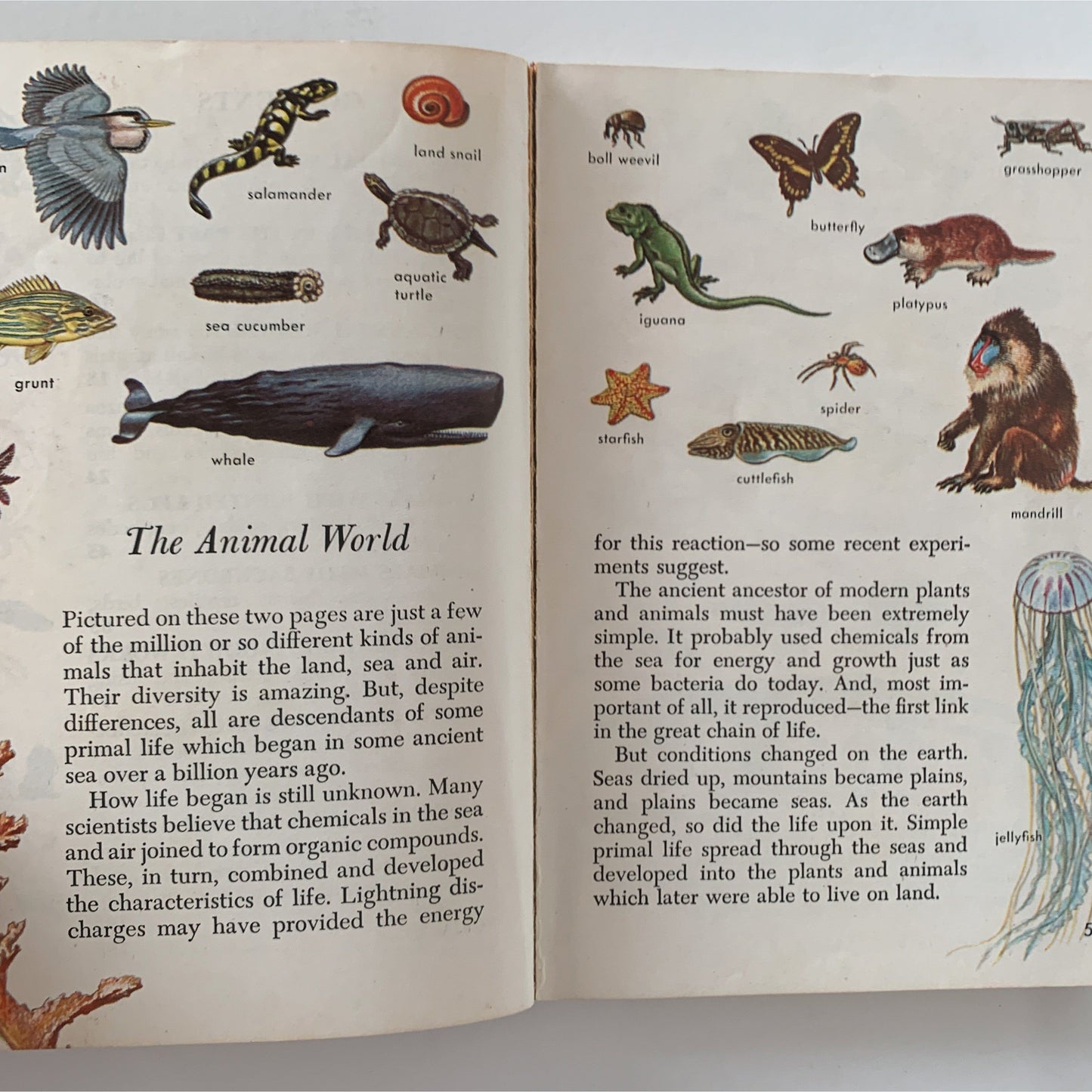 Zoology: An Introduction to the Animal Kingdom, A Golden Science Guide 1958