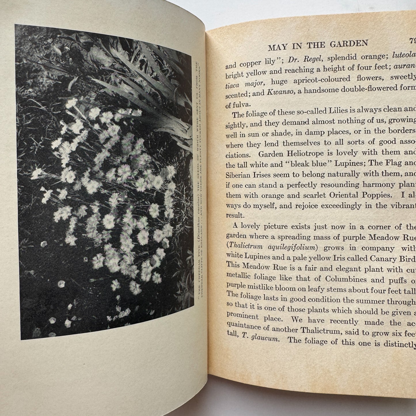 My Garden, Louise Beebe Wilder, 1932 Hardcover
