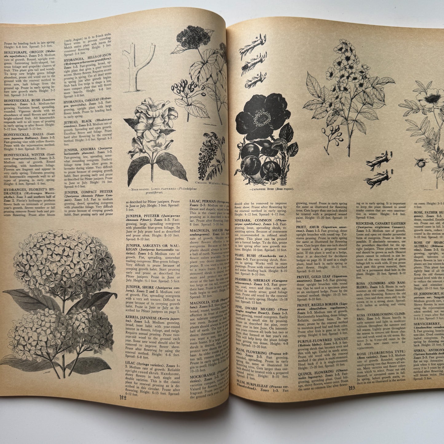 Open book with botanical illustrations and text on a white background