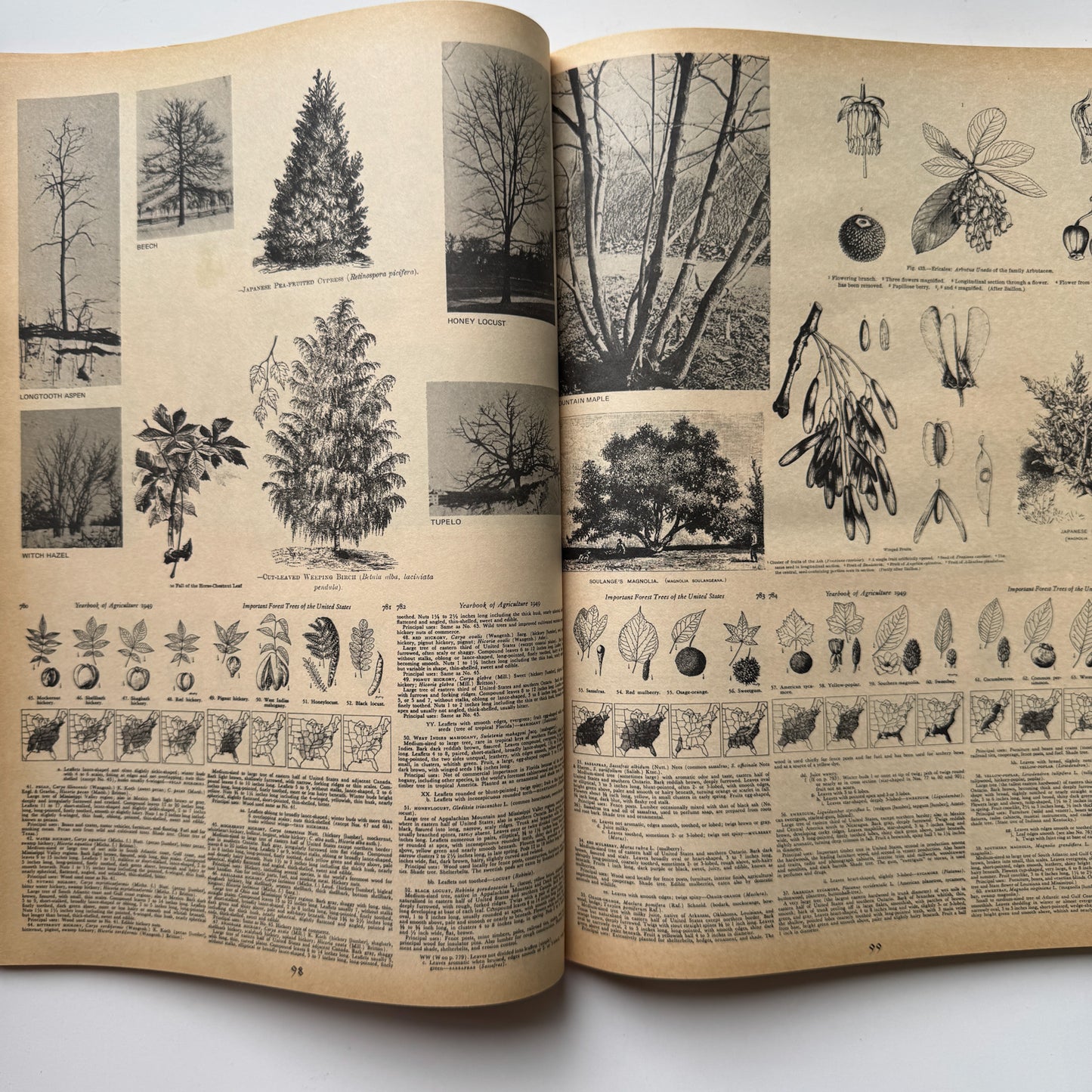 Open book with illustrations of trees and plants on a white background