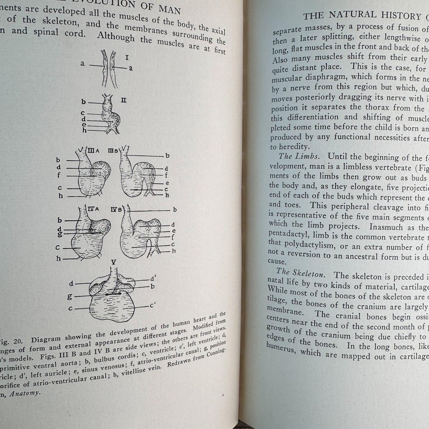 The Evolution of Man, R. S. Lull and Others, 1922, Yale University Press, Lectures Before the Yale Chapter of Sigma Chi 1921-1922