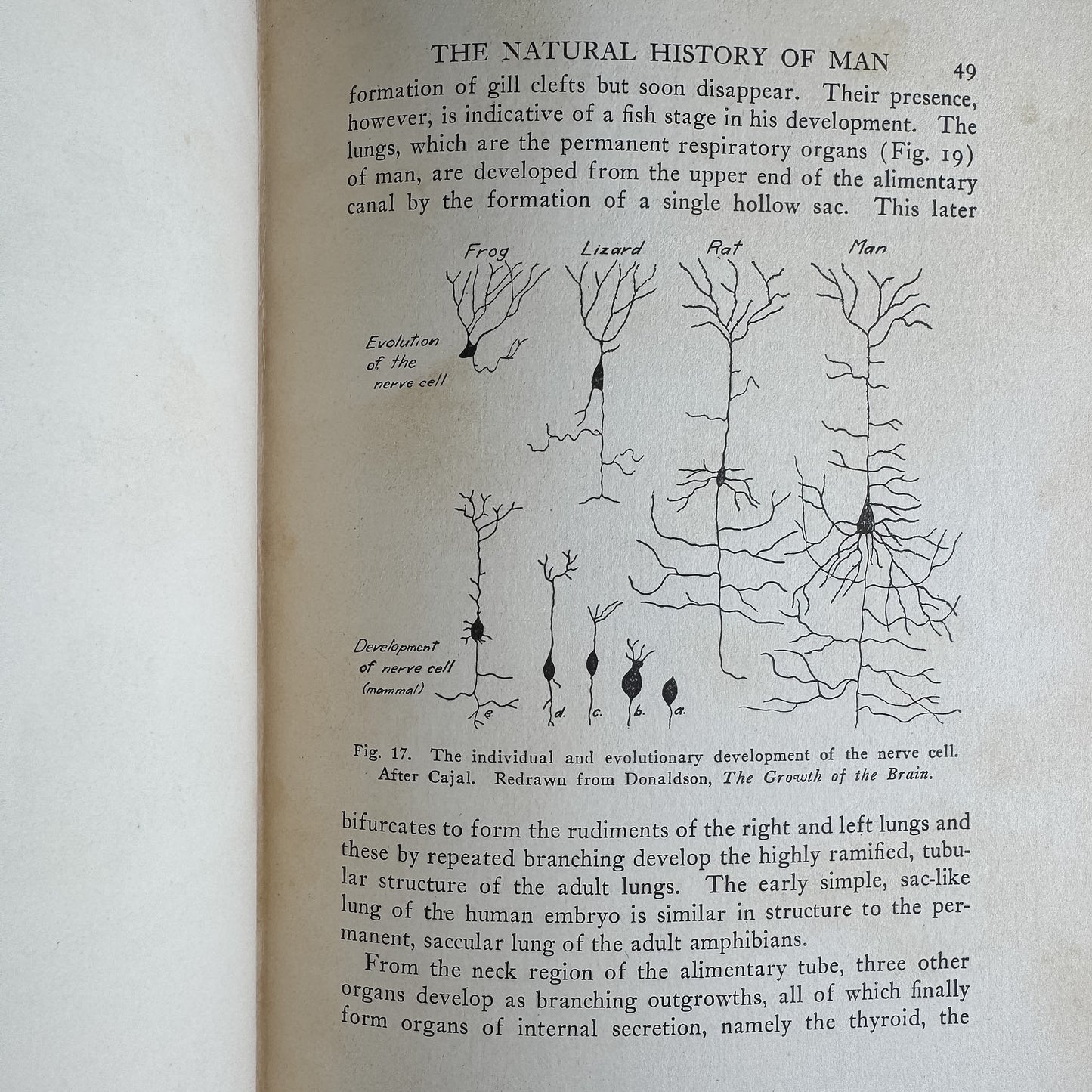 The Evolution of Man, R. S. Lull and Others, 1922, Yale University Press, Lectures Before the Yale Chapter of Sigma Chi 1921-1922