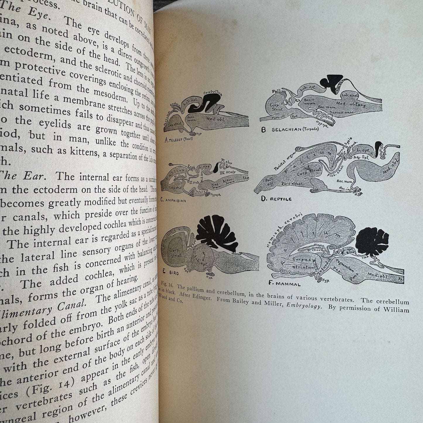The Evolution of Man, R. S. Lull and Others, 1922, Yale University Press, Lectures Before the Yale Chapter of Sigma Chi 1921-1922