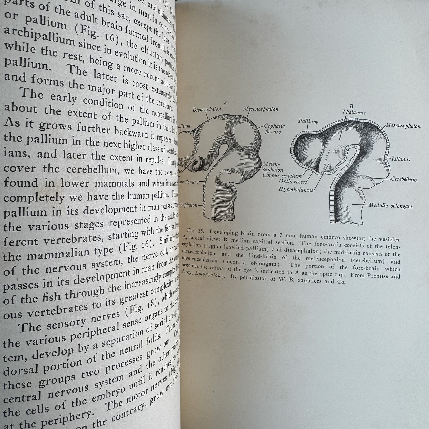 The Evolution of Man, R. S. Lull and Others, 1922, Yale University Press, Lectures Before the Yale Chapter of Sigma Chi 1921-1922