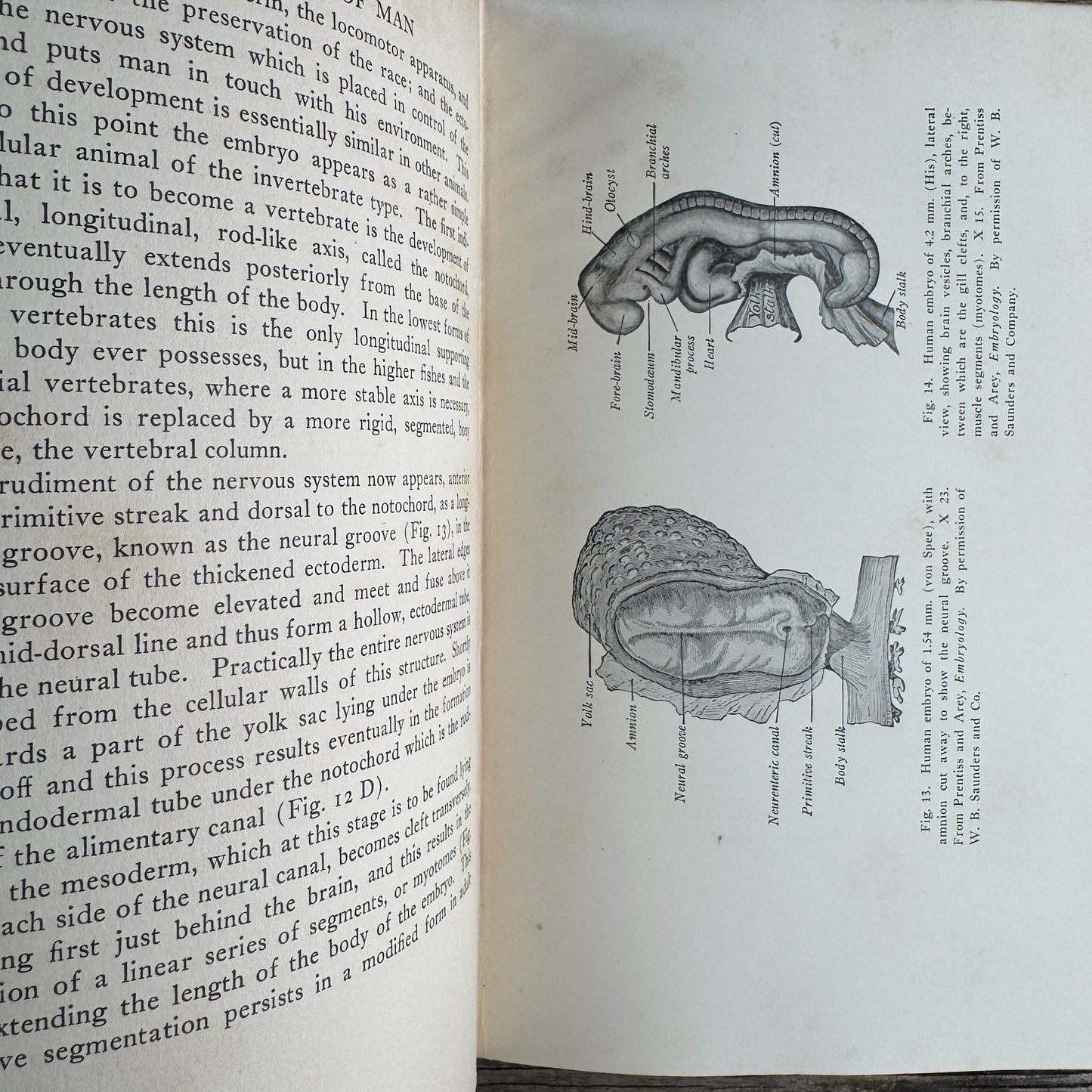 The Evolution of Man, R. S. Lull and Others, 1922, Yale University Press, Lectures Before the Yale Chapter of Sigma Chi 1921-1922