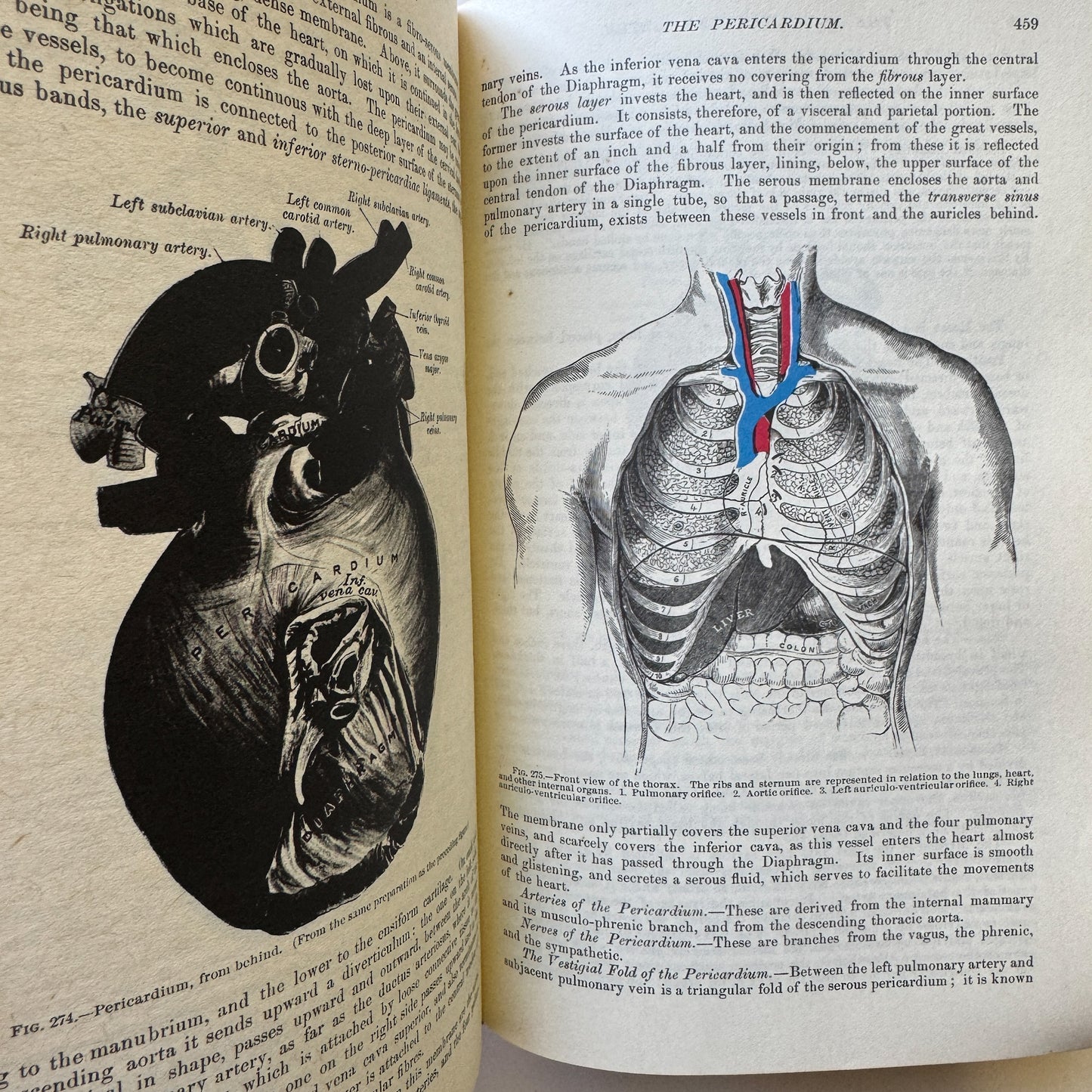 Gray's Anatomy, Descriptive and Surgical, 1974 Reprint of 1901 Edition