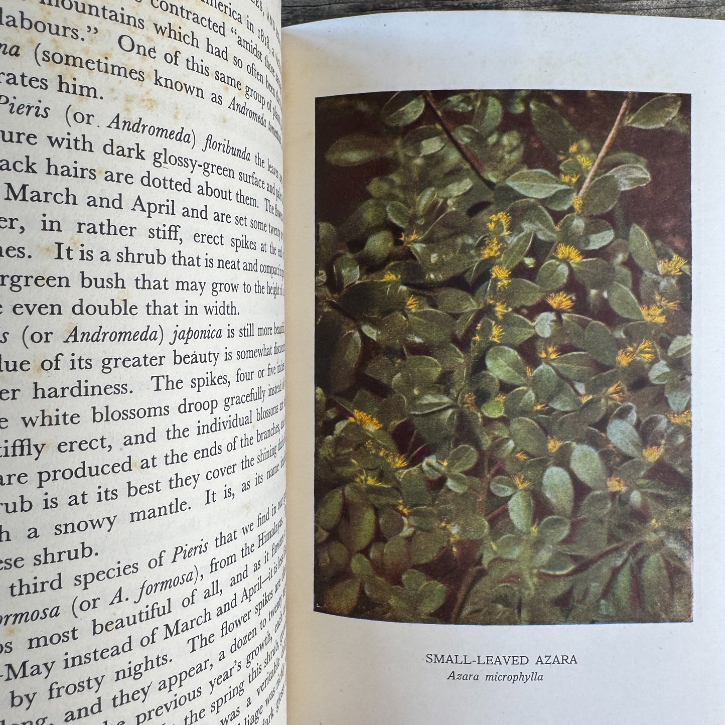 Beautiful Flowering Shrubs, Trees and Heather, G. Clarke Nuttall, 1953