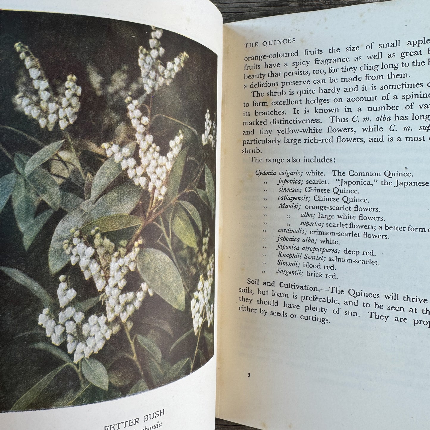 Beautiful Flowering Shrubs, Trees and Heather, G. Clarke Nuttall, 1953