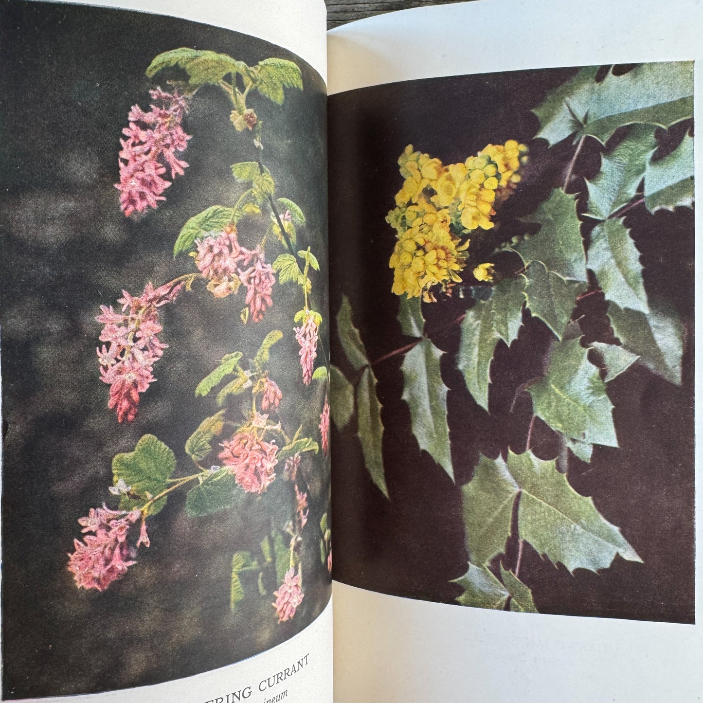 Beautiful Flowering Shrubs, Trees and Heather, G. Clarke Nuttall, 1953