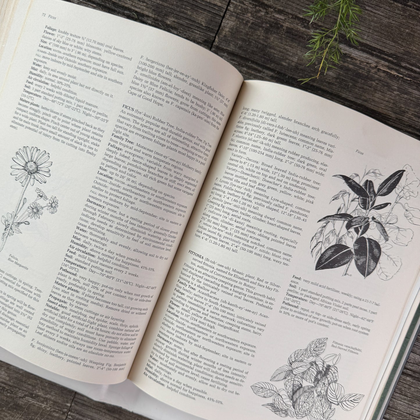 Indoor Plants: Comprehensive Care and Culture, Doris F. Hirsch, 1977