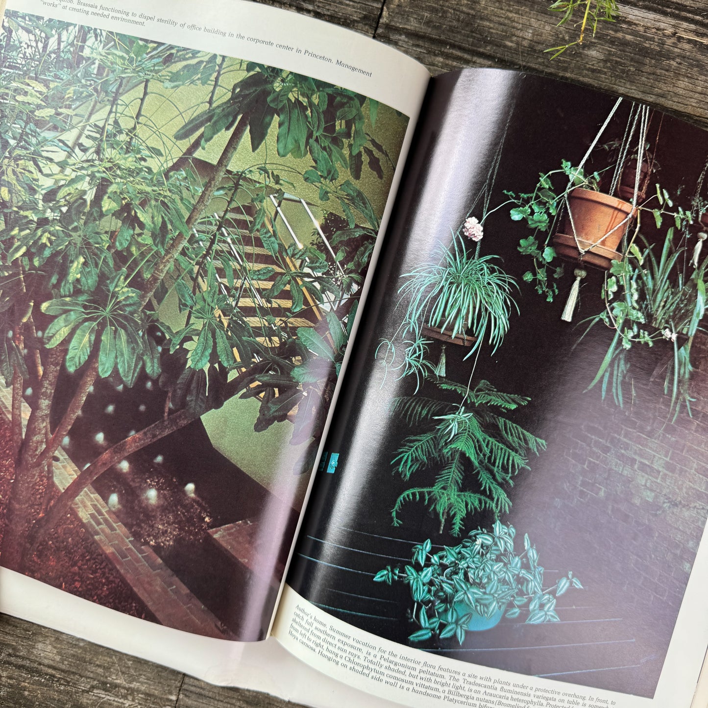 Indoor Plants: Comprehensive Care and Culture, Doris F. Hirsch, 1977