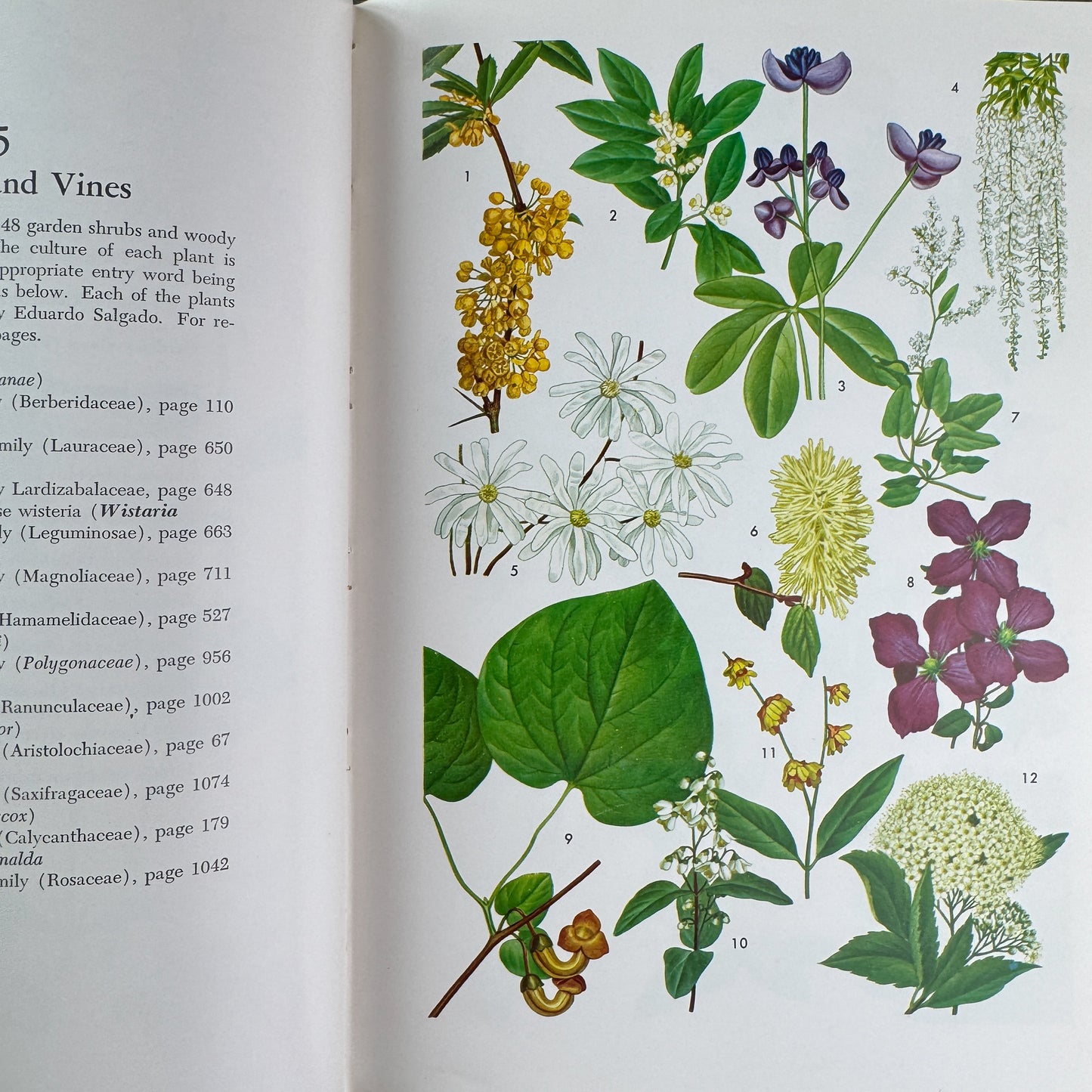Taylor's Encyclopedia of Gardening (4th Ed.), 1961