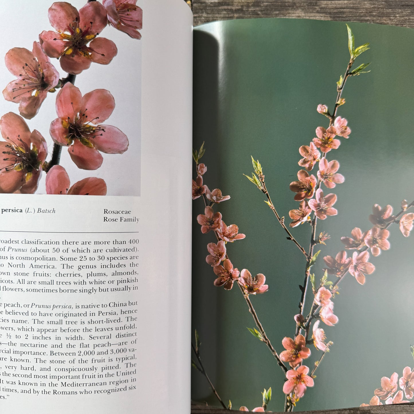 The Glass Flowers at Harvard, Richard Evans Schultes and William A. Davis, 1982