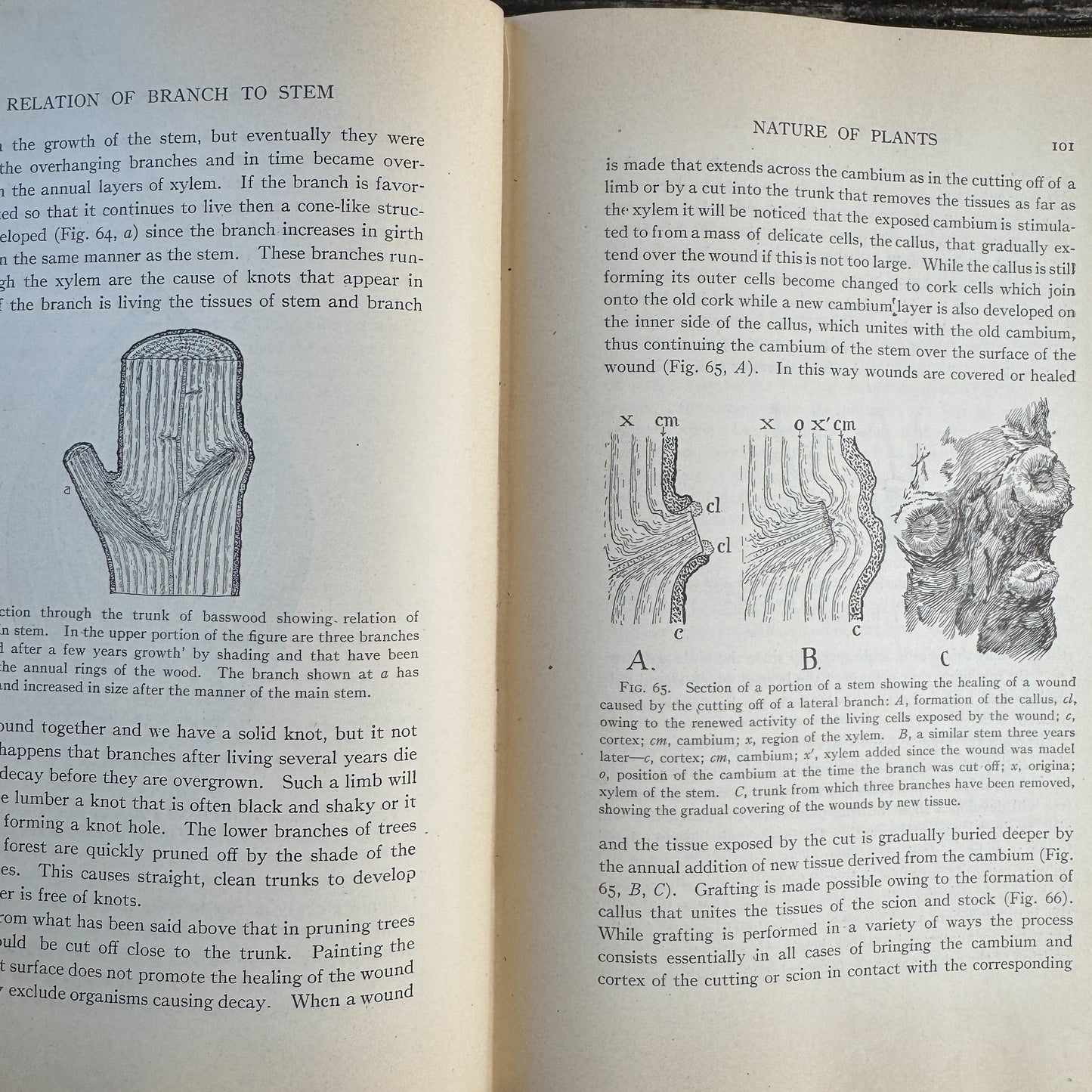 Nature and Development of Plants, Carlton C. Curtis, 1915