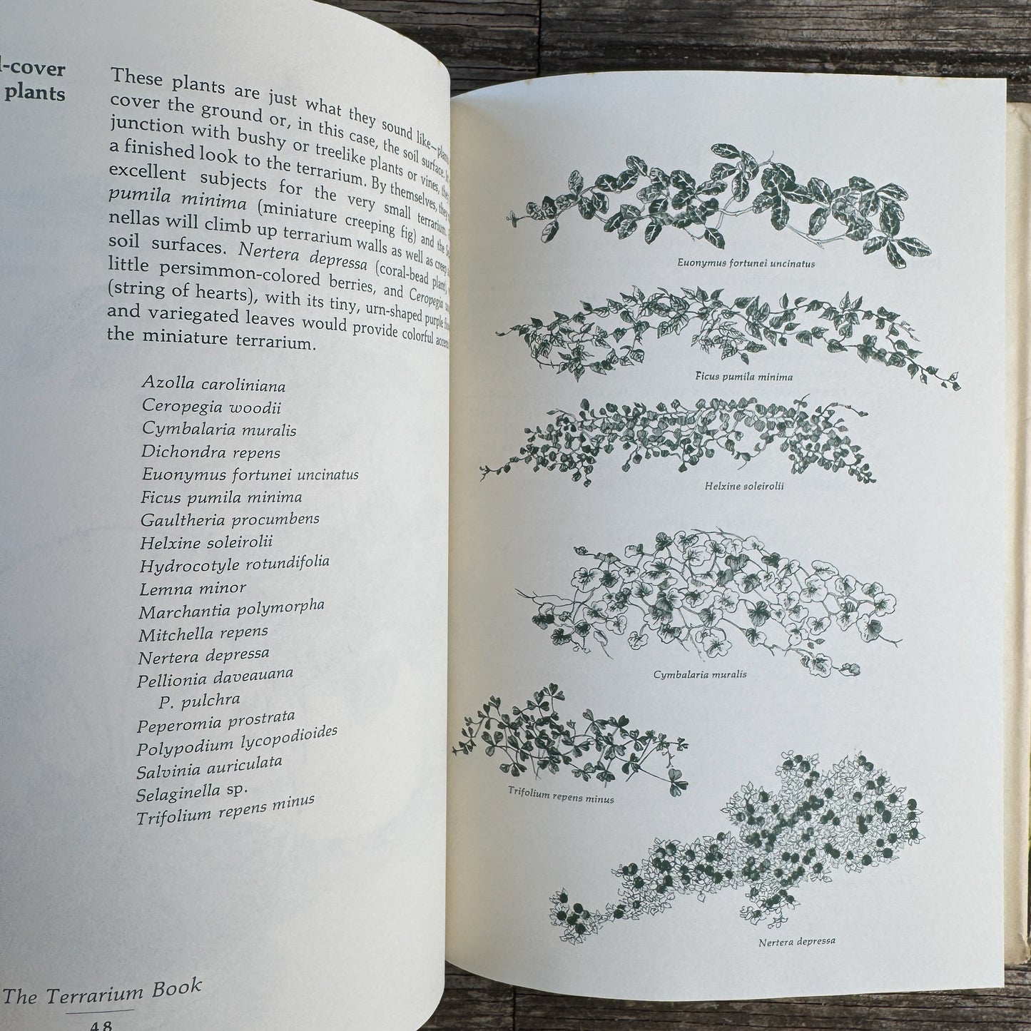 The Terrarium Book, Charles M. Evans with Roberta Lee Pliner, 1973