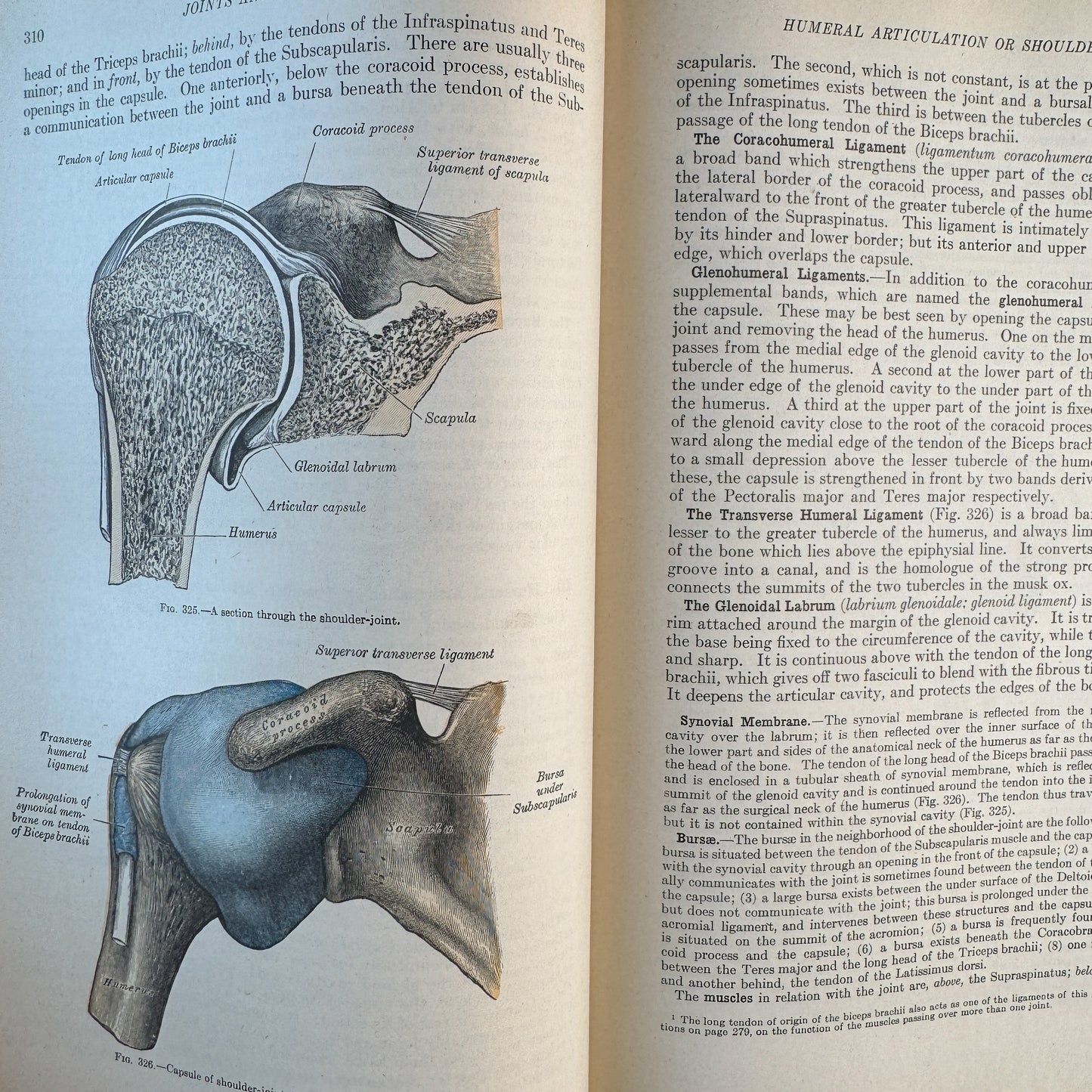 Gray's Anatomy of the Human Body, 1943