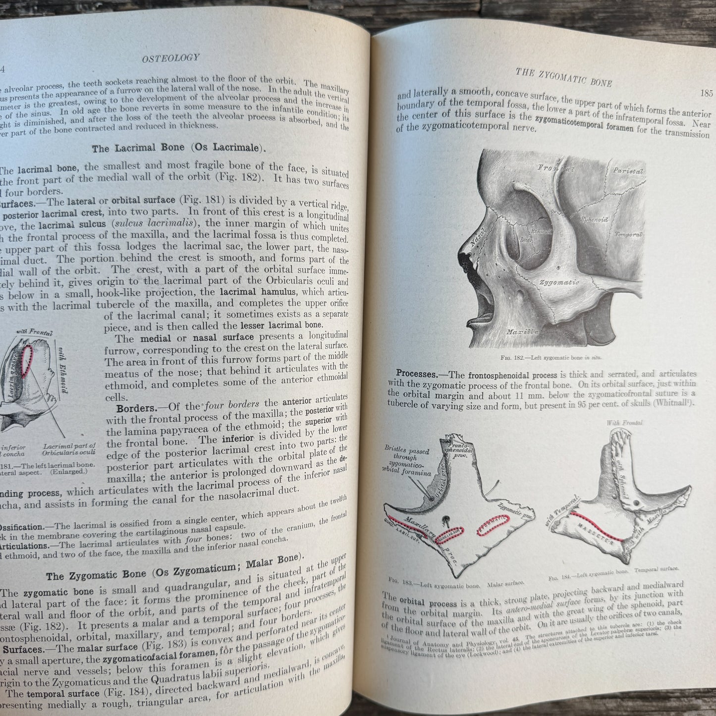 Gray's Anatomy of the Human Body, 1943