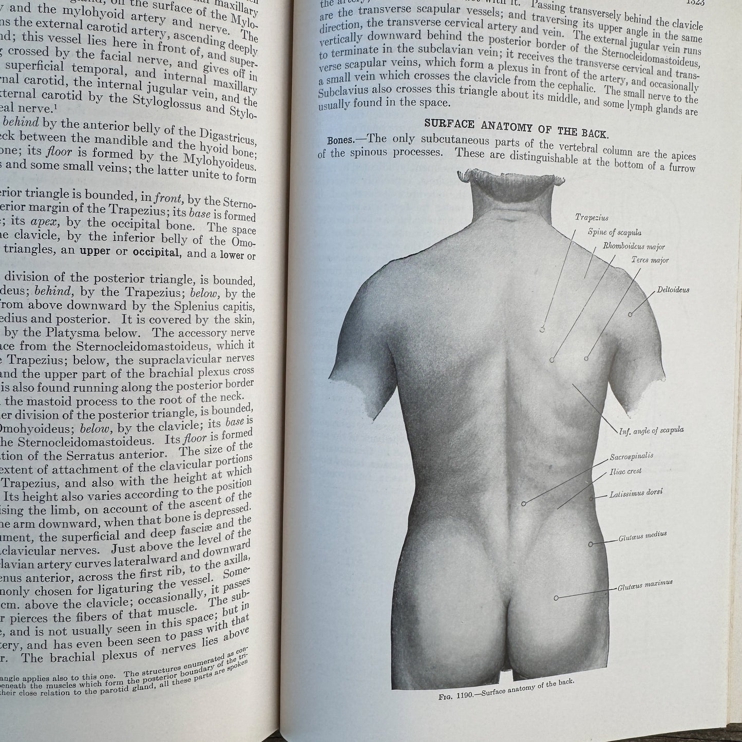 Gray's Anatomy of the Human Body, 1943