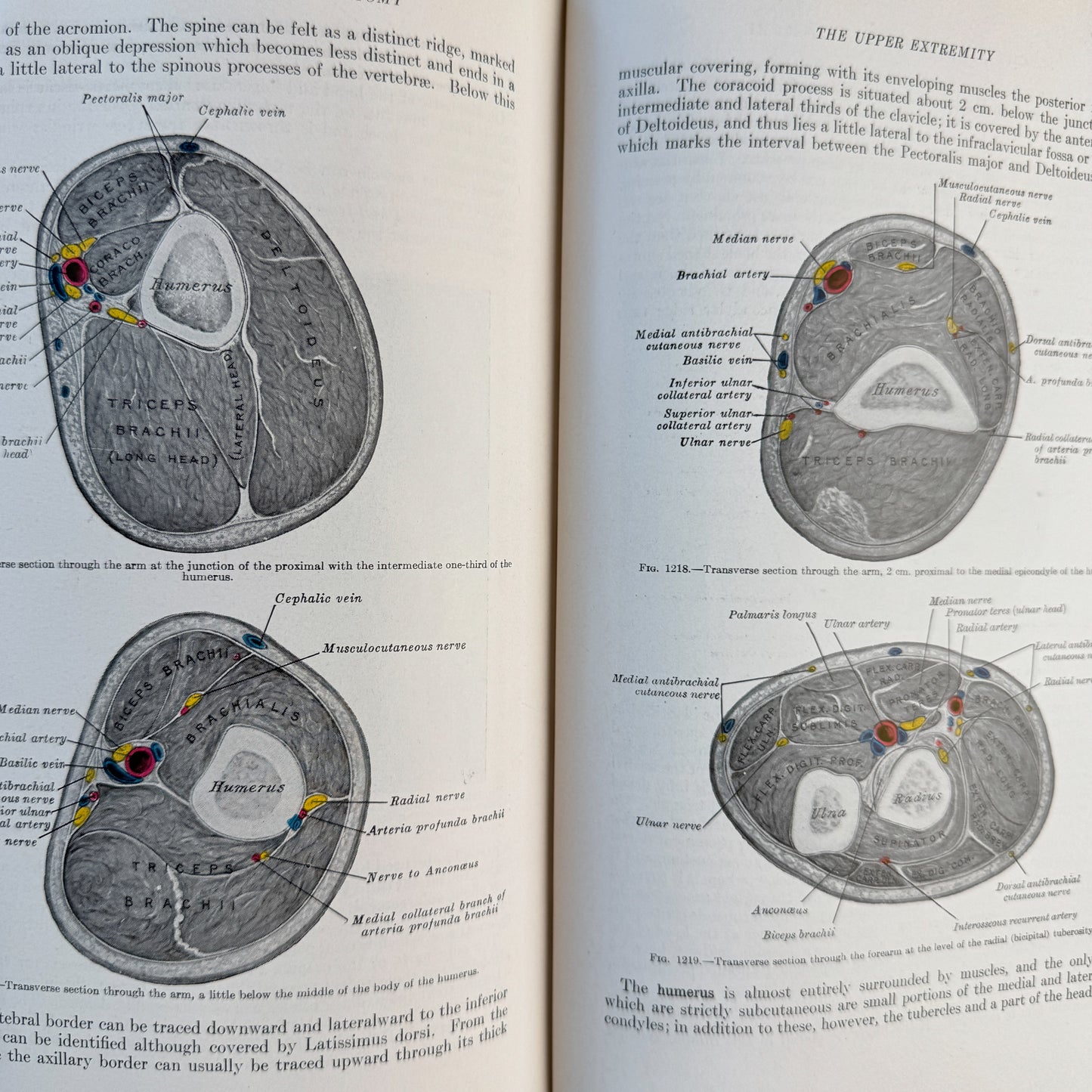 Gray's Anatomy of the Human Body, 1943