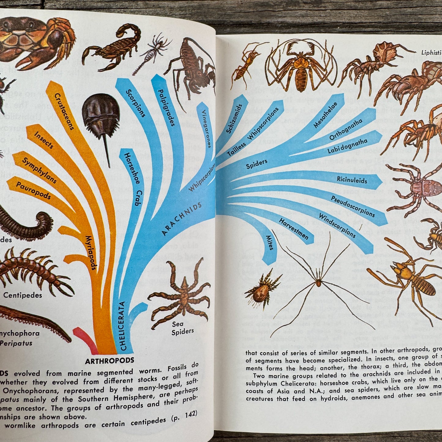 Spiders and Their Kin: A Golden Guide, 1968