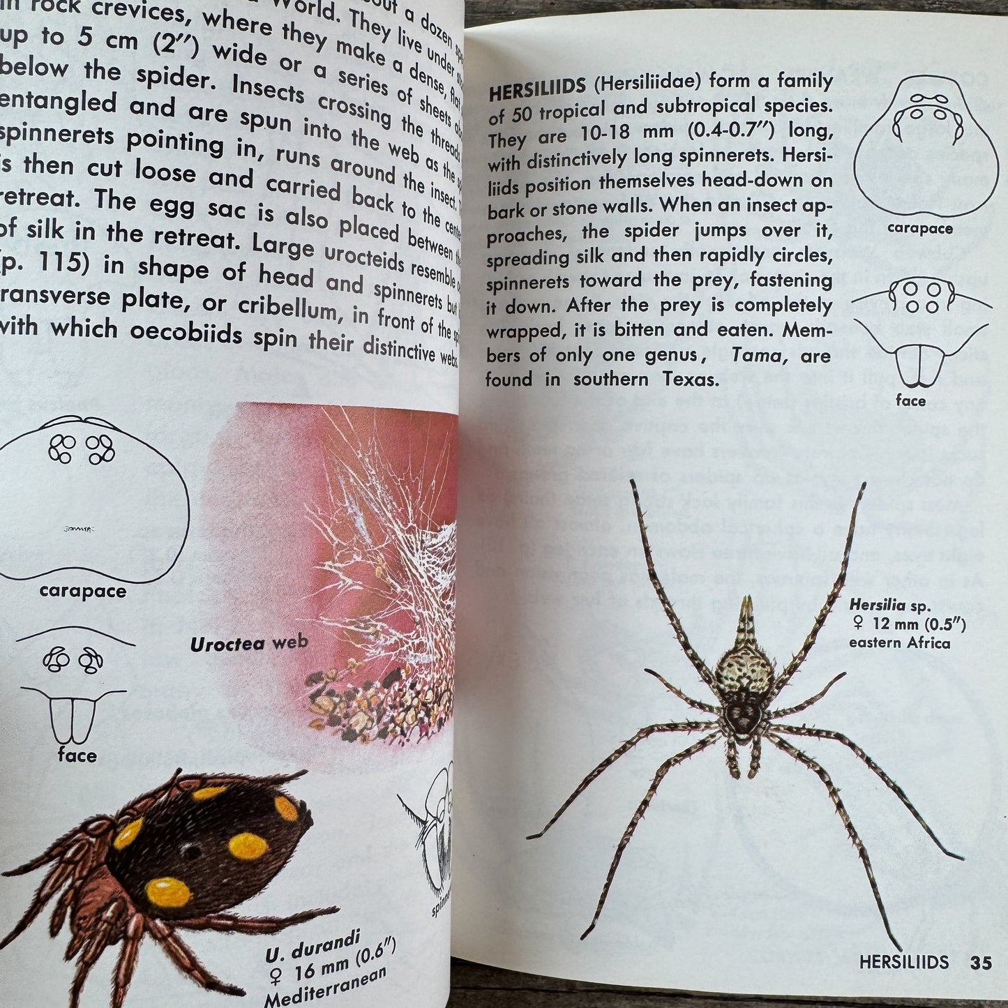 Spiders and Their Kin: A Golden Guide, 1968