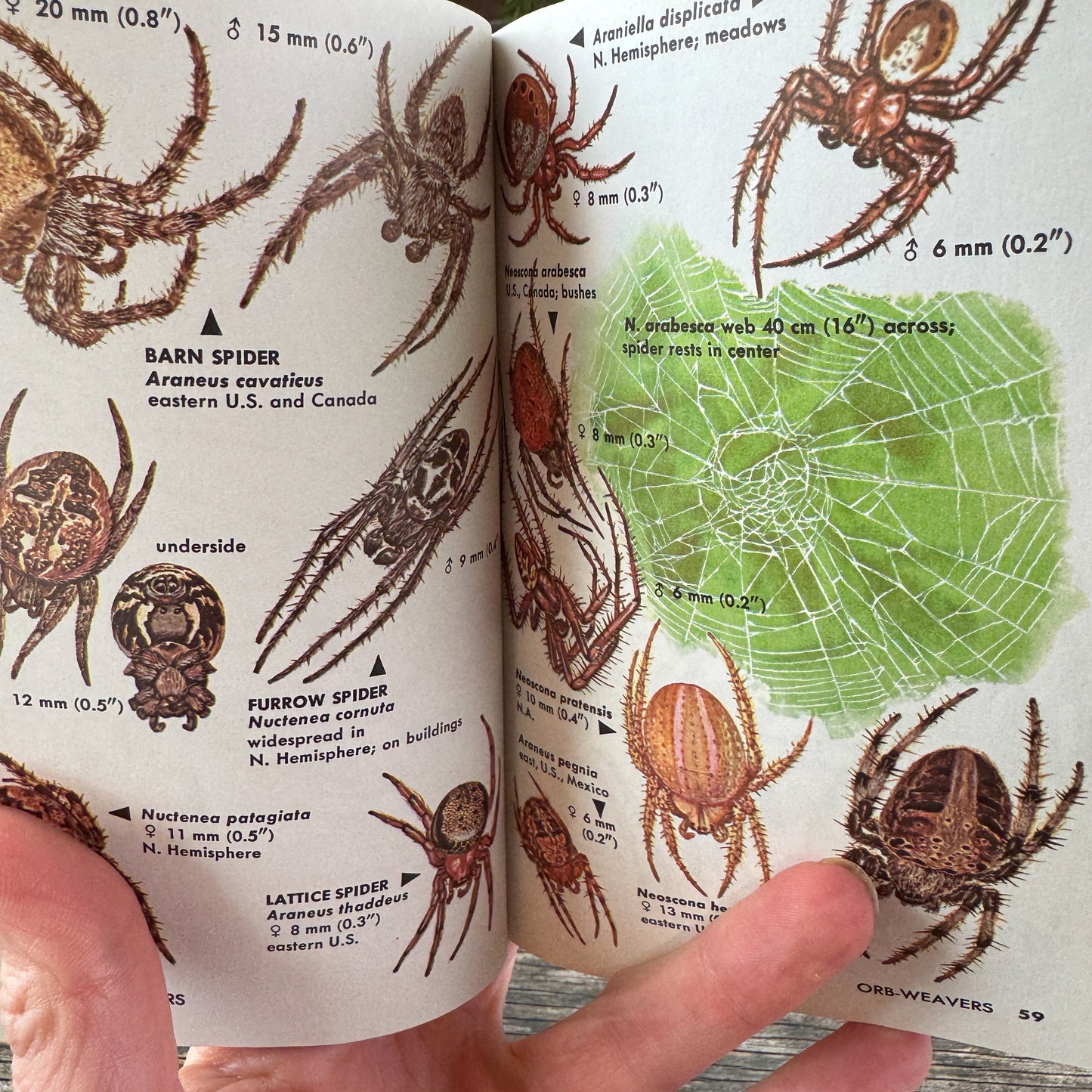 Spiders and Their Kin: A Golden Guide, 1968