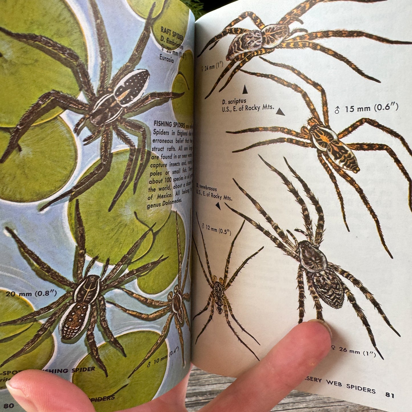 Spiders and Their Kin: A Golden Guide, 1968