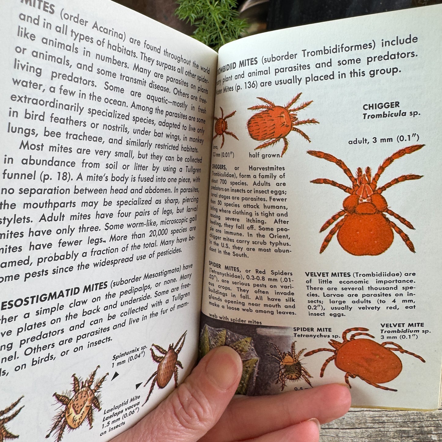 Spiders and Their Kin: A Golden Guide, 1968