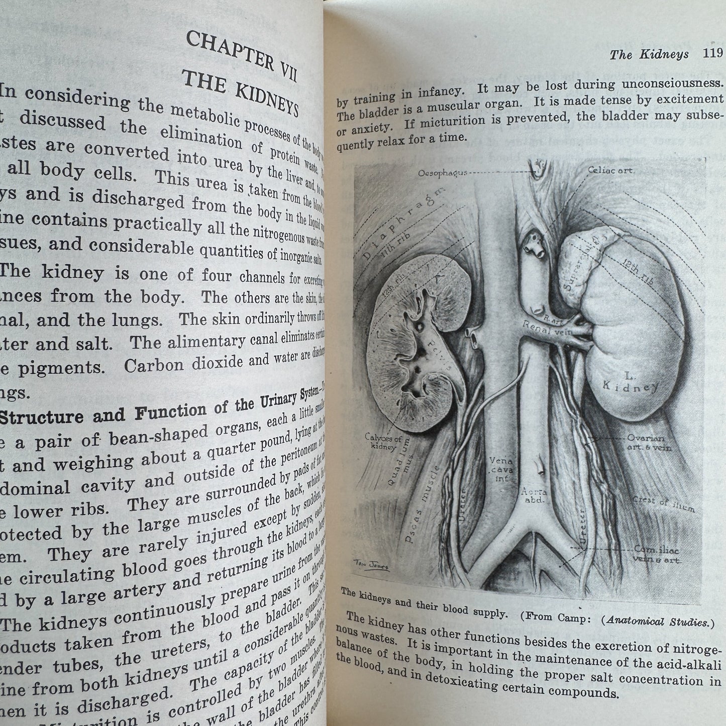 Personal and Community Health, C. E. Turner, 1943, Seventh Edition