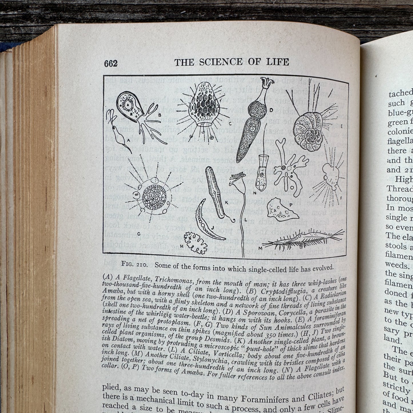 The Science of Life, H. G. Wells, Julian S. Huxley, G. P. Wells, 1934