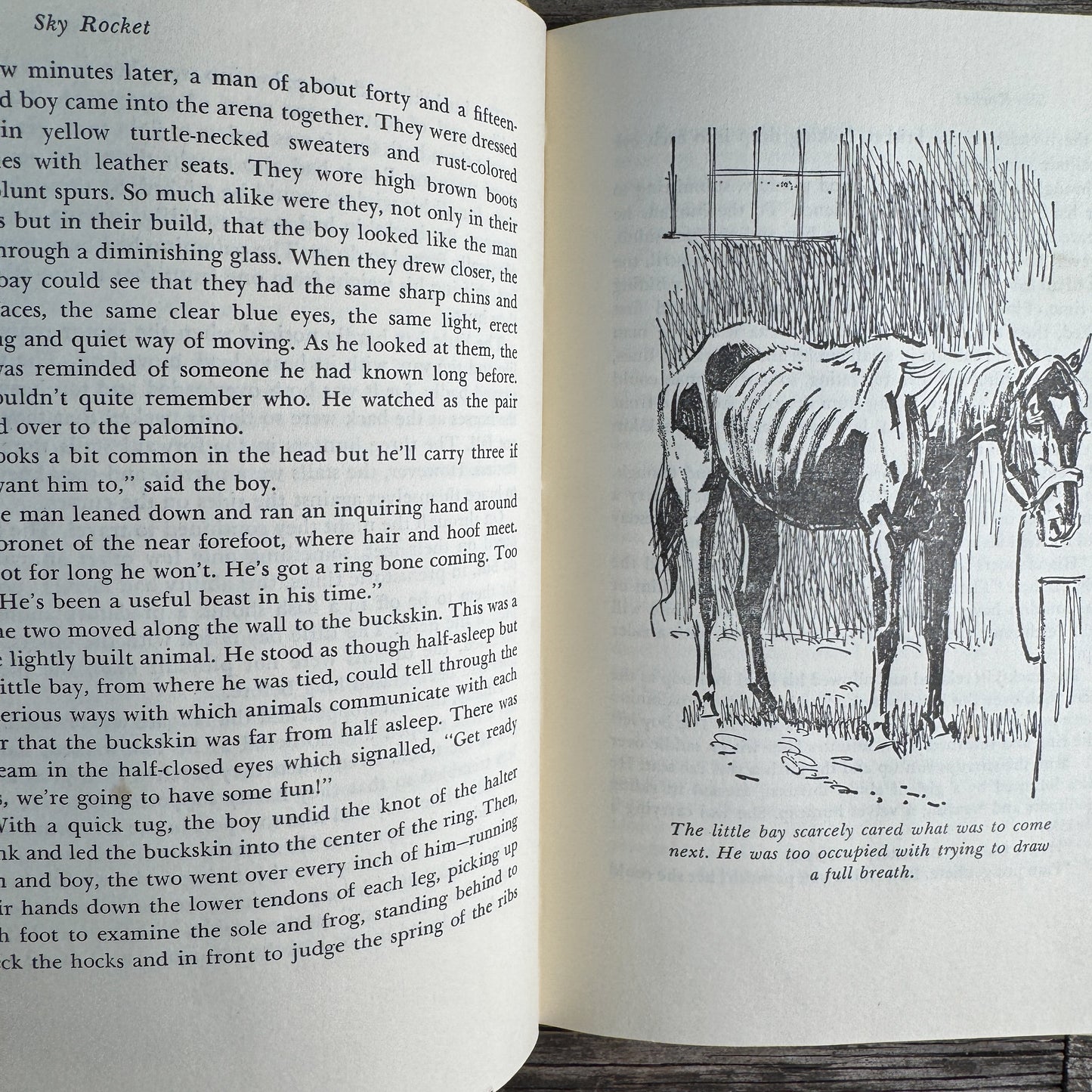 Sky Rocket, the Story of a Little Bay Horse, Margaret Cabell Self, 1970