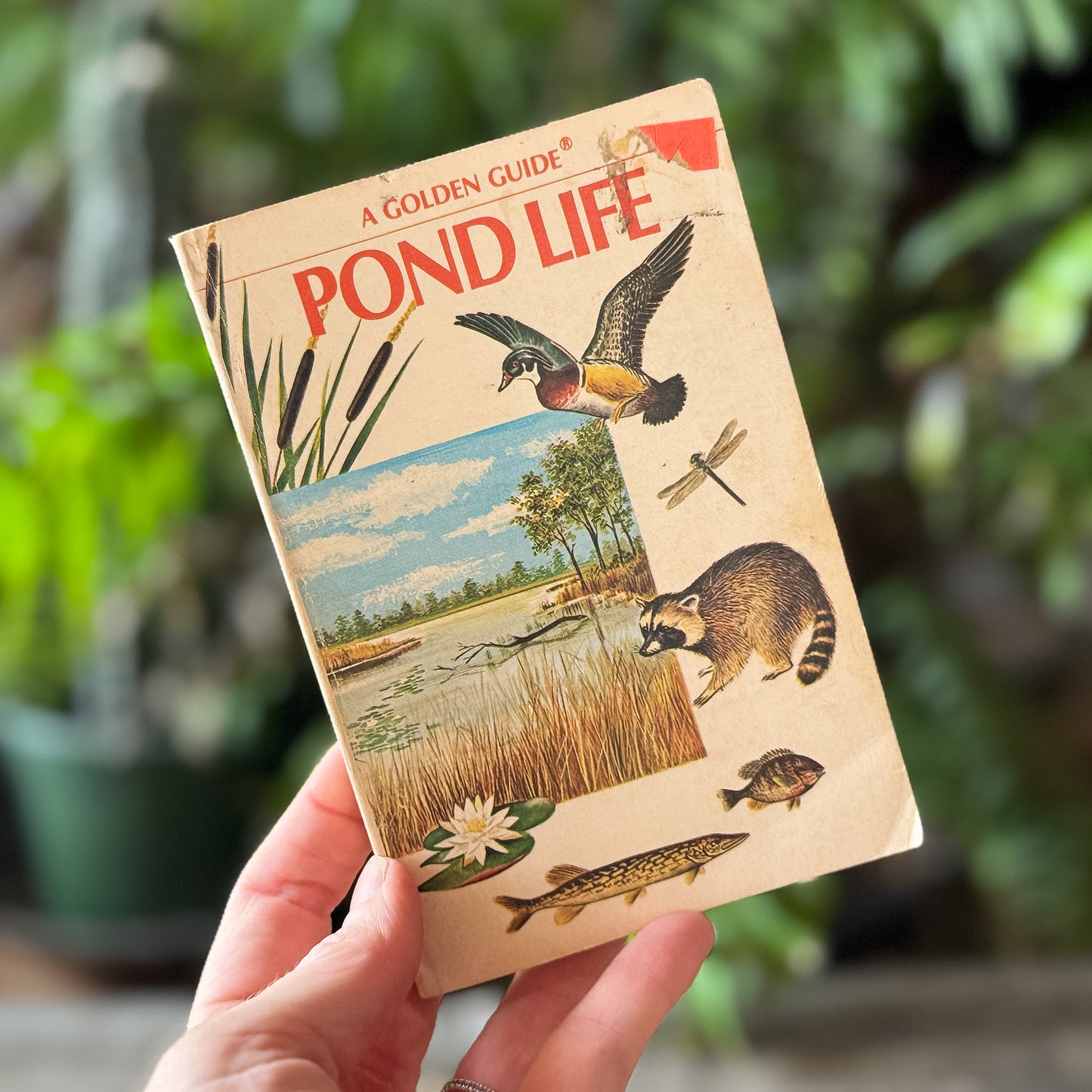 Pond Life, Golden Field Guide, 1967