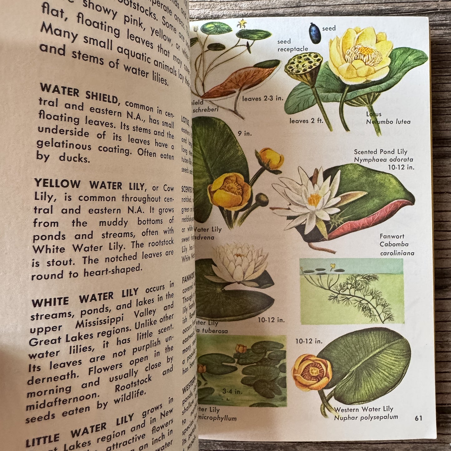 Pond Life, Golden Field Guide, 1967