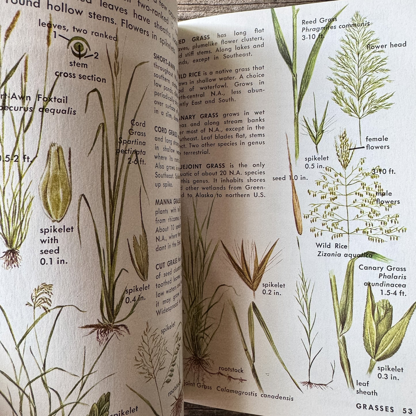 Pond Life, Golden Field Guide, 1967