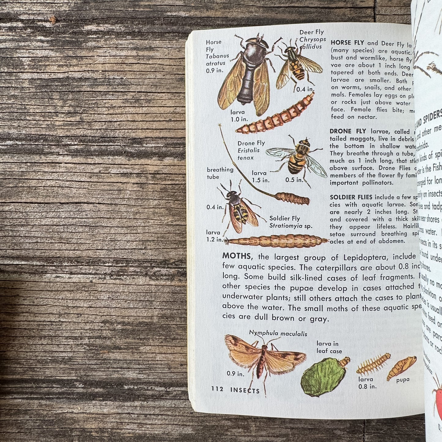 Pond Life, Golden Field Guide, 1967