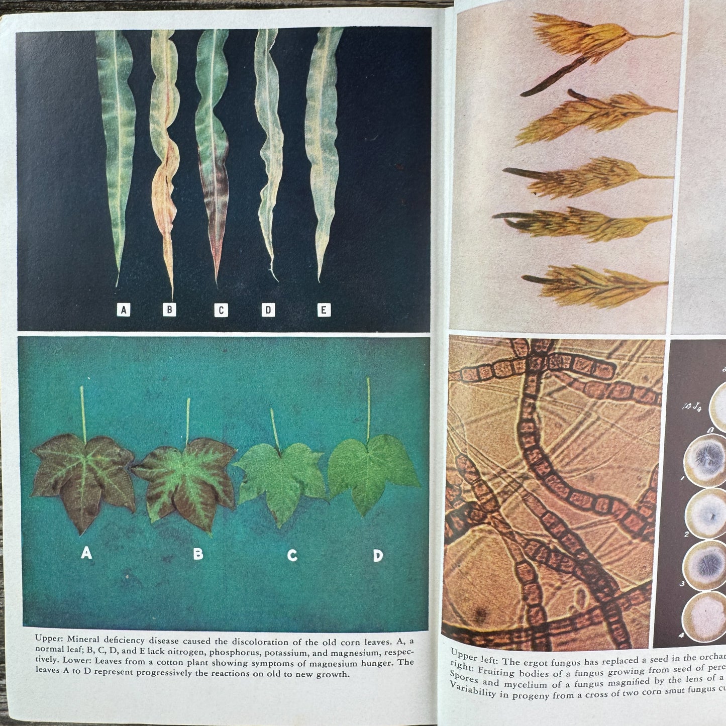Plant Diseases: The Yearbook of Agriculture 1953, U.S. Department of Agriculture, 1953