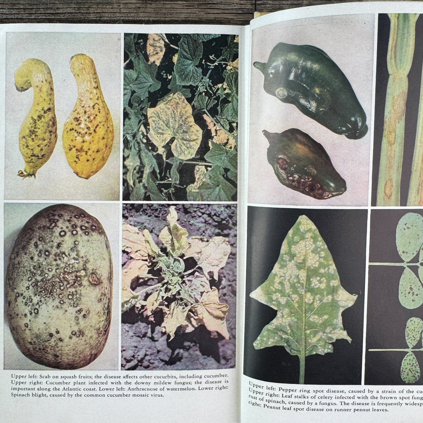 Plant Diseases: The Yearbook of Agriculture 1953, U.S. Department of Agriculture, 1953