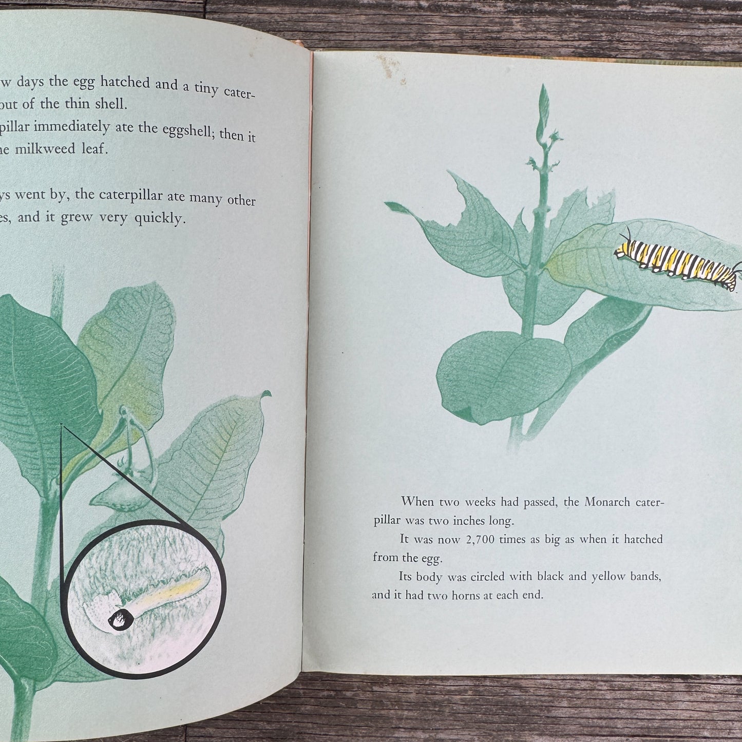 The Travels of Monarch X, 1966 Nature Study Hardcover Children's Book