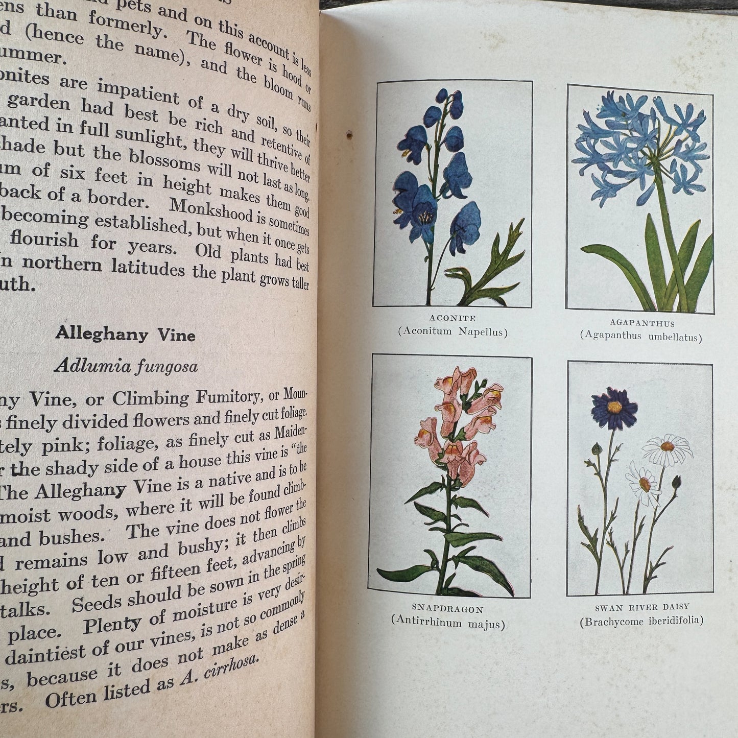 Little Nature Library: Garden Flowers Worth Knowing, 1925