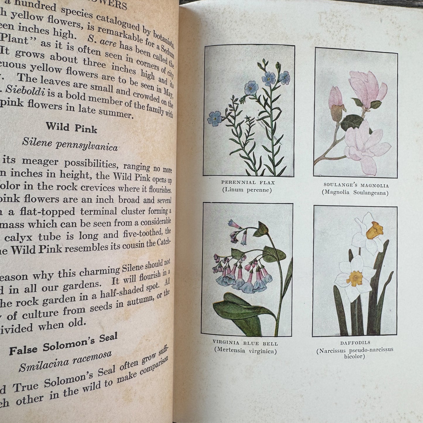 Little Nature Library: Garden Flowers Worth Knowing, 1925