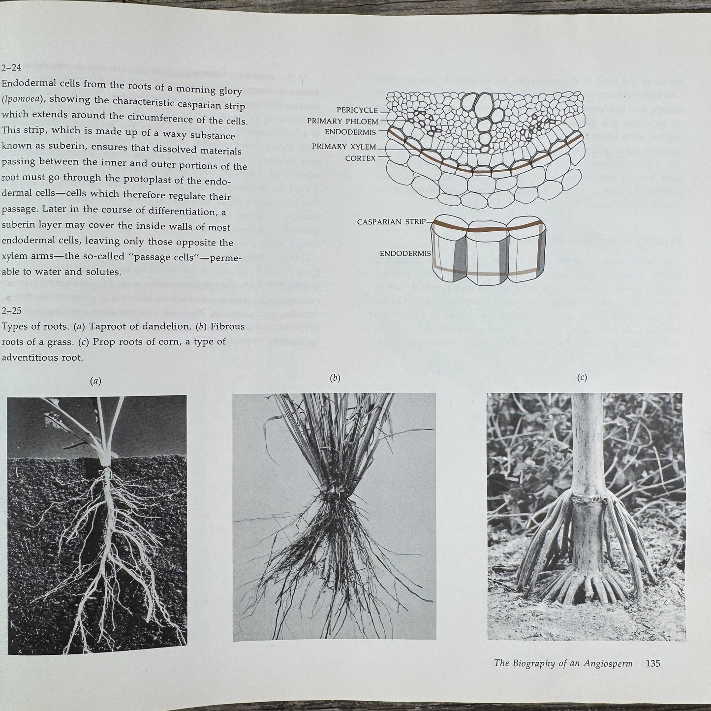 Biology of Plants, Peter Raven and Helena Curtis, 1971, Nature Study