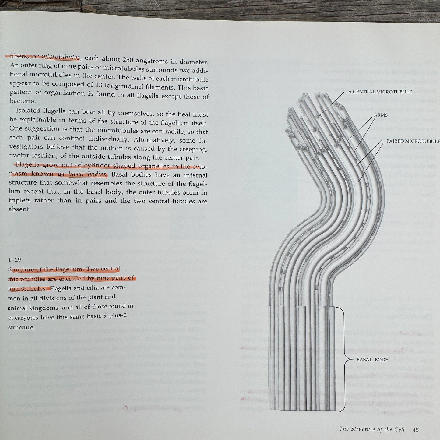 Biology of Plants, Peter Raven and Helena Curtis, 1971, Nature Study