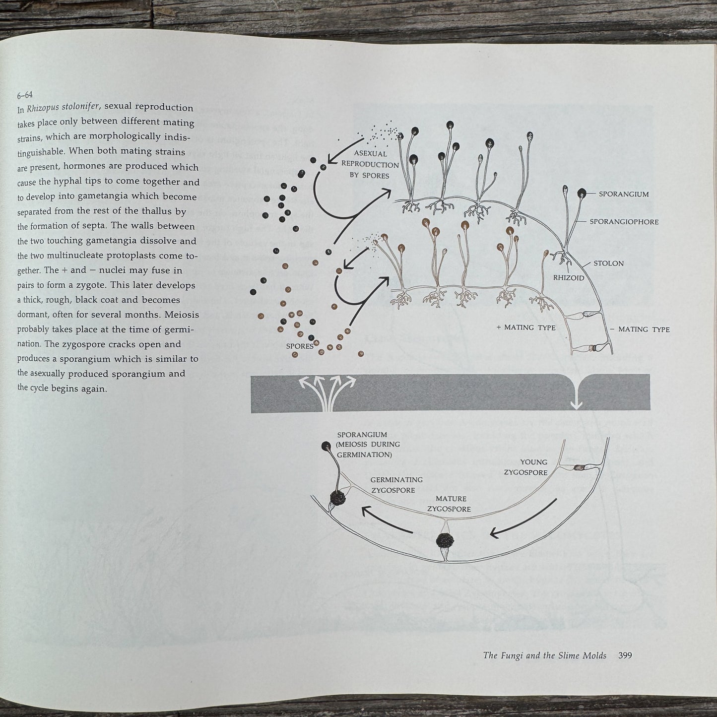 Biology of Plants, Peter Raven and Helena Curtis, 1971, Nature Study