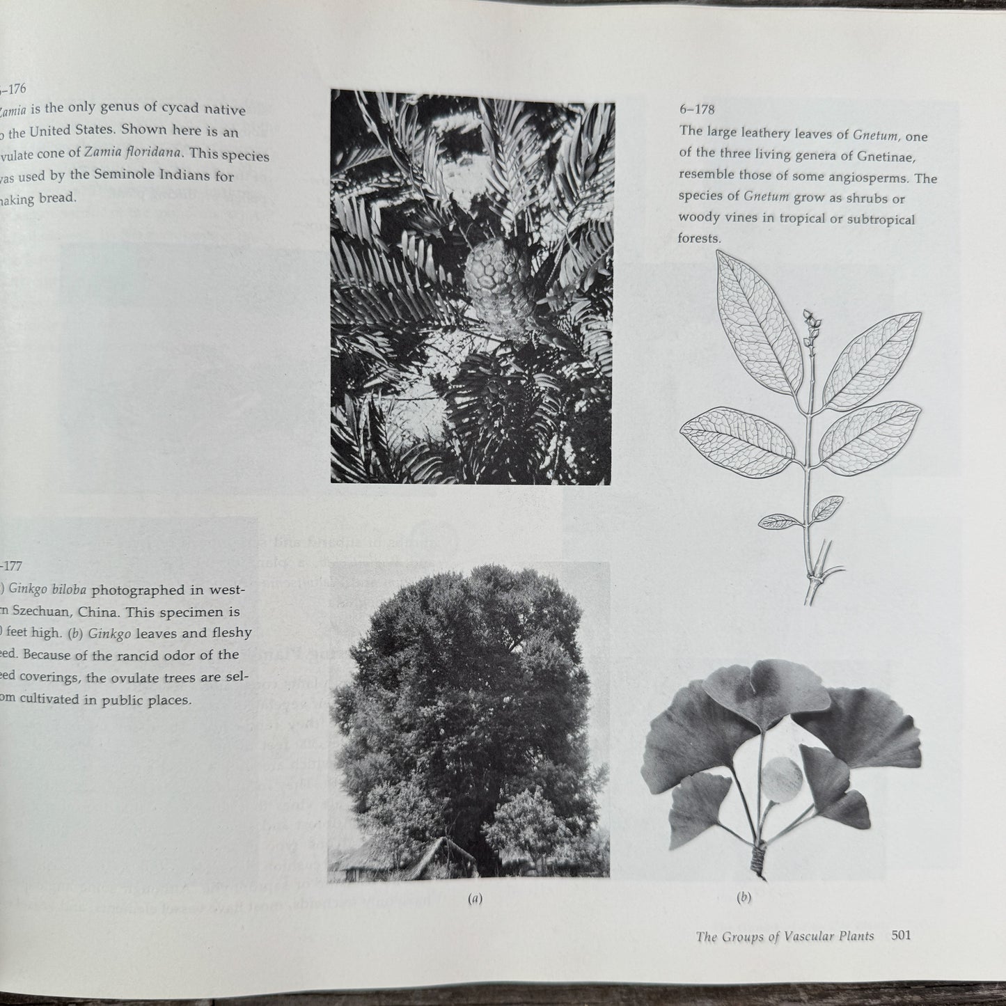Biology of Plants, Peter Raven and Helena Curtis, 1971, Nature Study